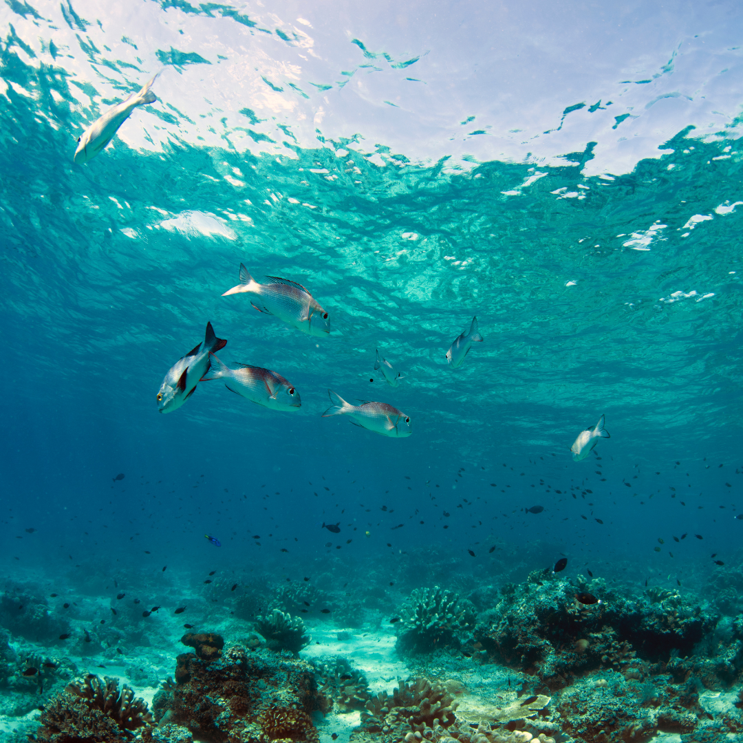 What are the benefits of marine-based skincare?