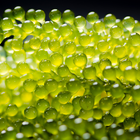 The Benefits of Plant-Based Caviar on the Skin: Nature’s Luxury for Radiant Beauty